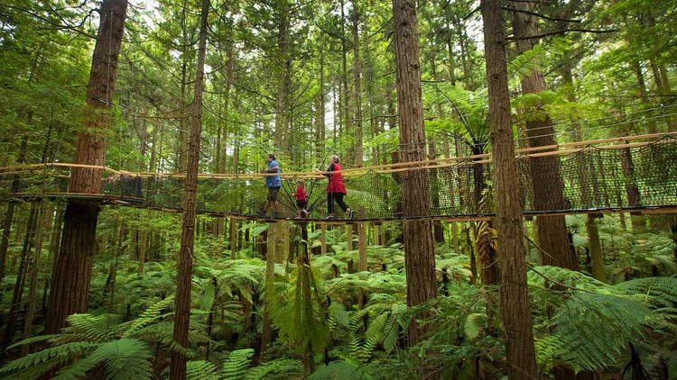 People walking on a suspended rope bridge through a dense, green forest with tall trees and ferns.