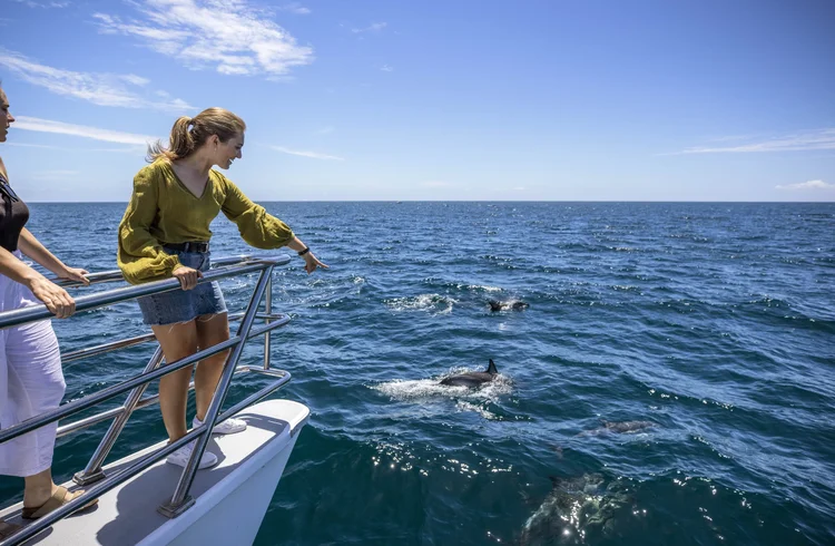 A woman on a boat watches dolphins swimming alongside in calm, sunlit coastal waters.