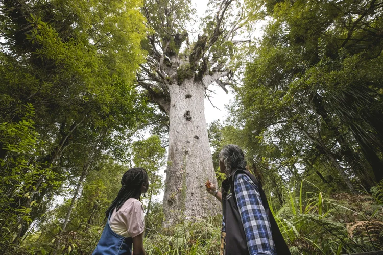 Two people look up in awe at a massive, centuries-old kauri tree towering in a native forest.