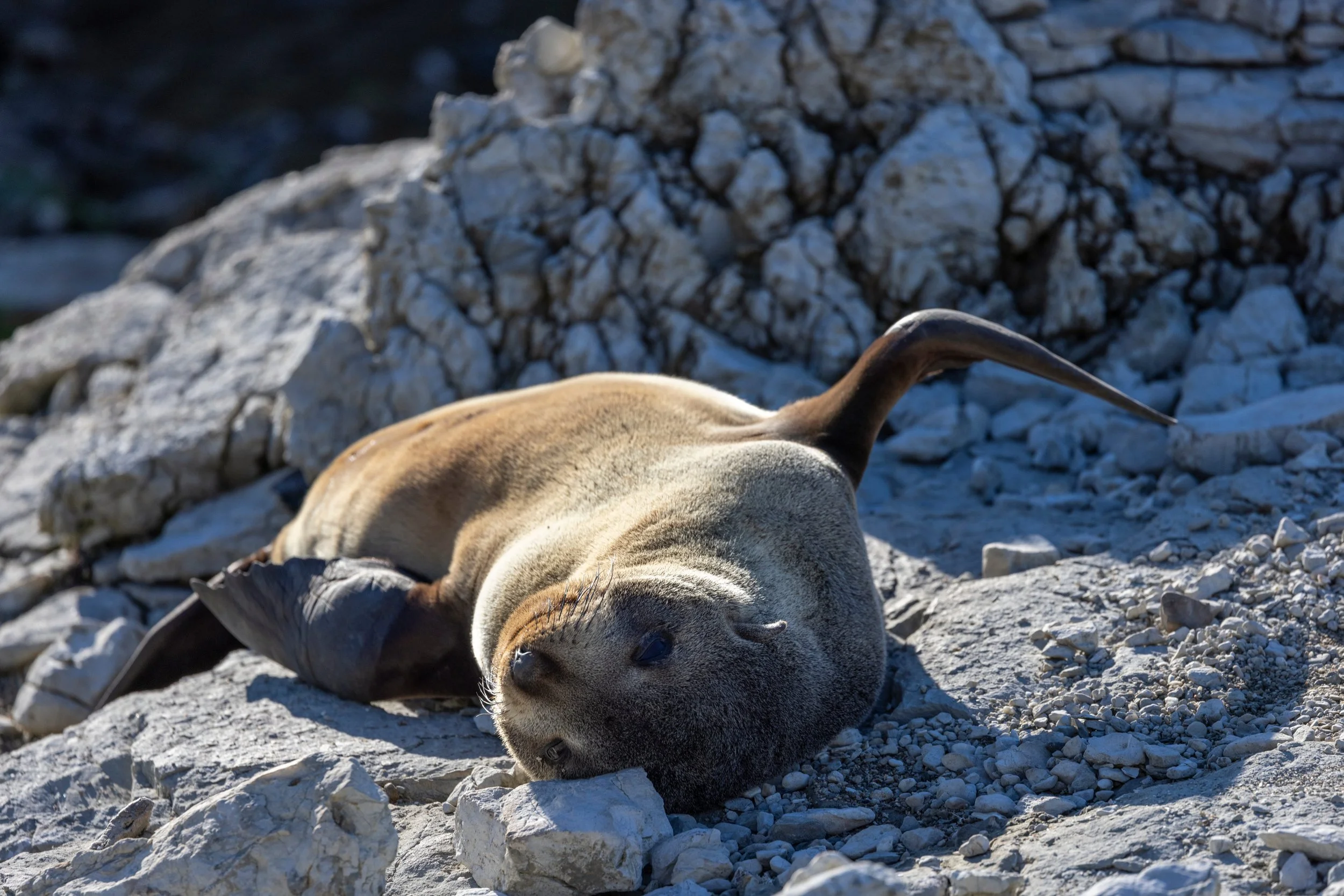 A sea lion lying on its back on rocks in Kaikōura, Canterbury, with its belly exposed and flippers relaxed.