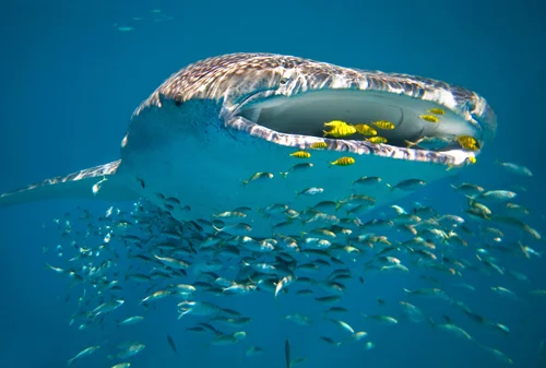 A large whale shark swimming underwater with a school of small fish around its mouth.