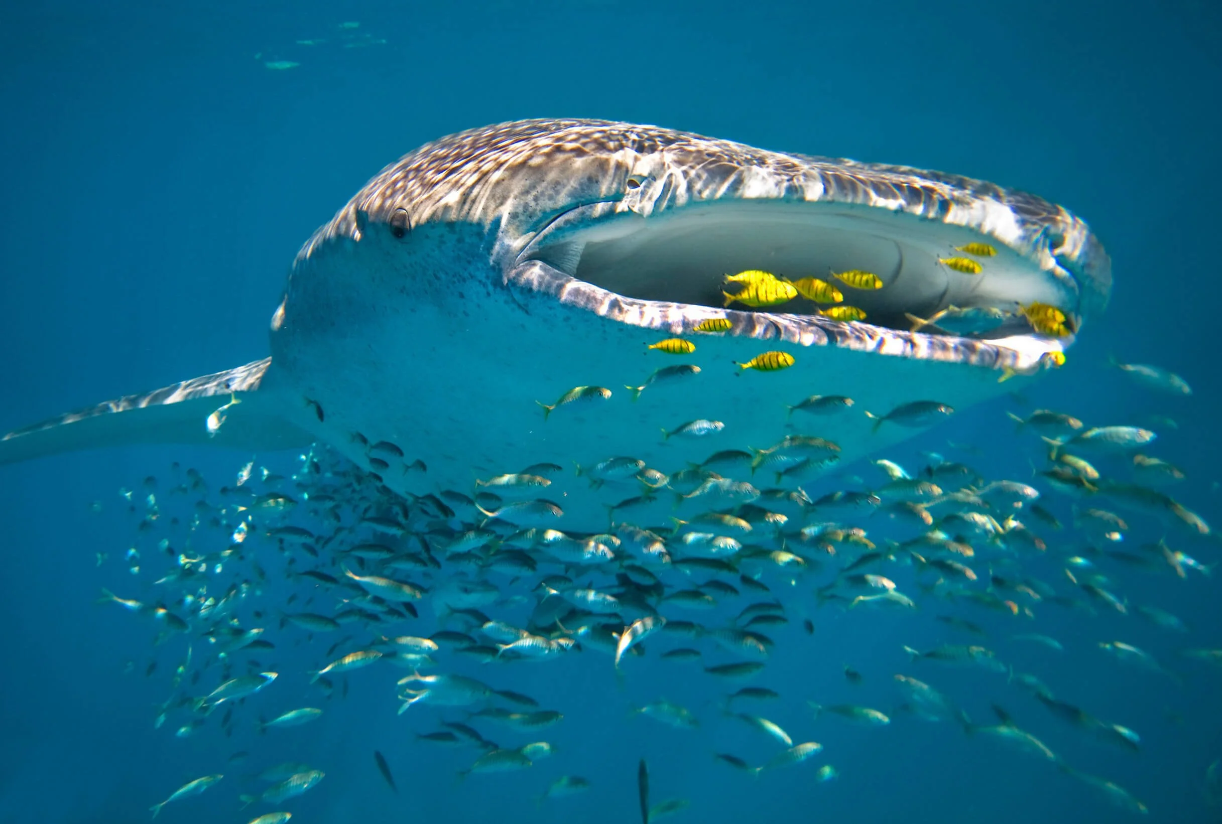 A majestic whale shark glides through the clear blue waters of the Great Barrier Reef, Australia, accompanied by marine conservationists documenting its movements as part of ongoing preservation and research efforts.