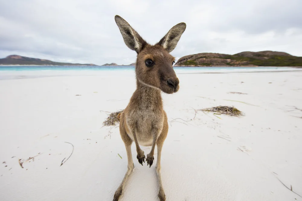 Close-up of a kangaroo on a sandy beach with ocean and hills in the background.