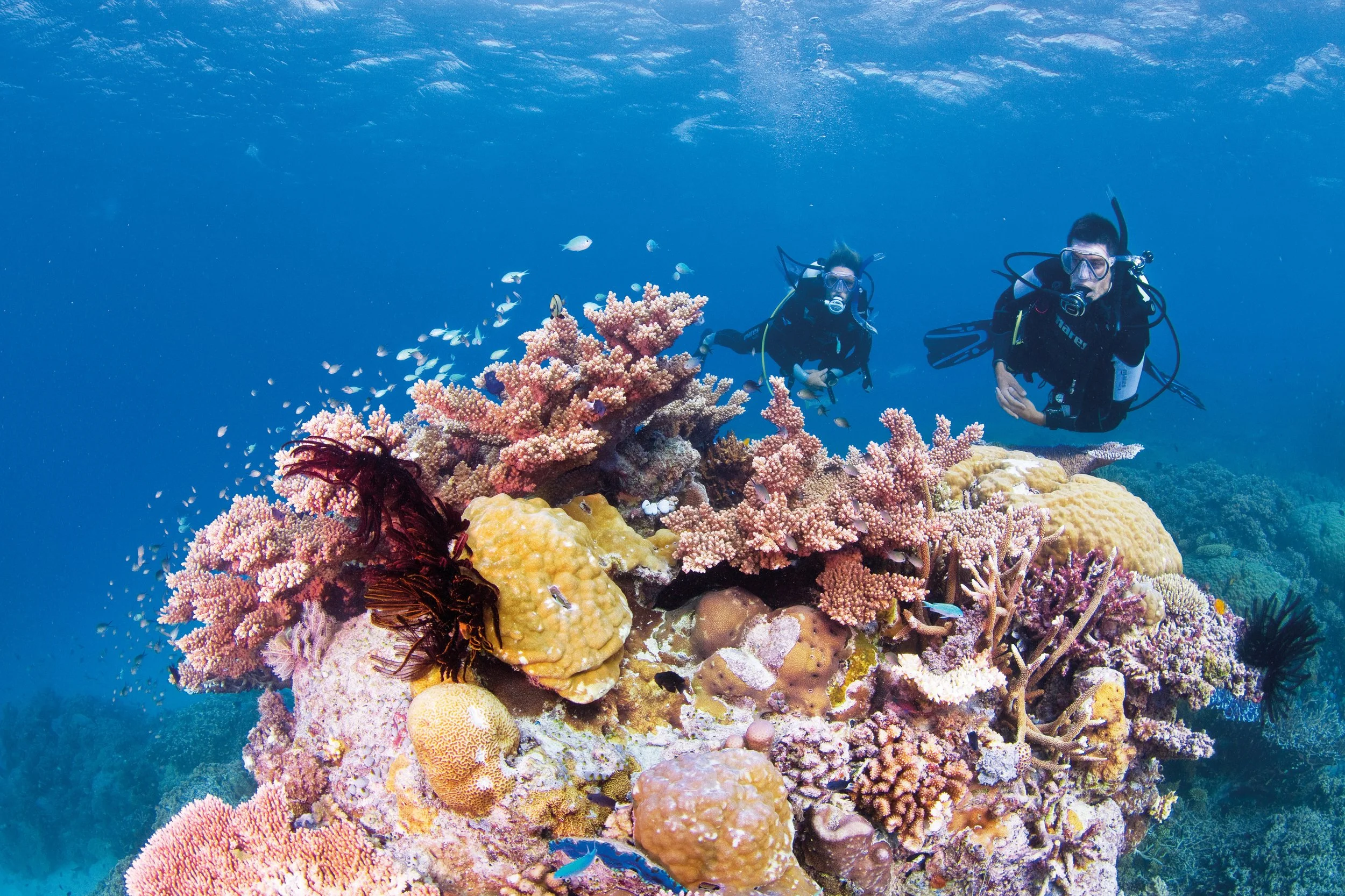 Two scuba divers exploring vibrant coral reefs in the Great Barrier Reef, Australia, observing marine life and supporting reef conservation efforts in the crystal-clear waters.