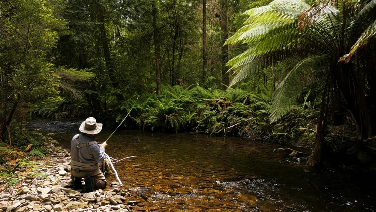 Person fishing in a river surrounded by dense green forest