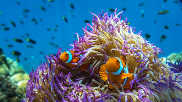 Two clownfish swimming among purple and tan sea anemone on a vibrant coral reef.