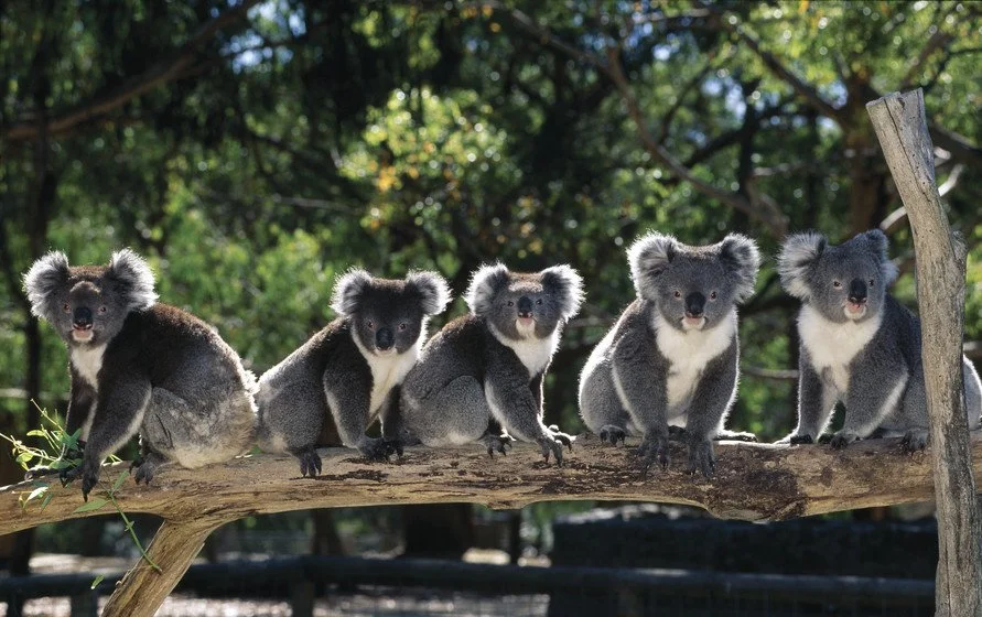 Tourism Australia