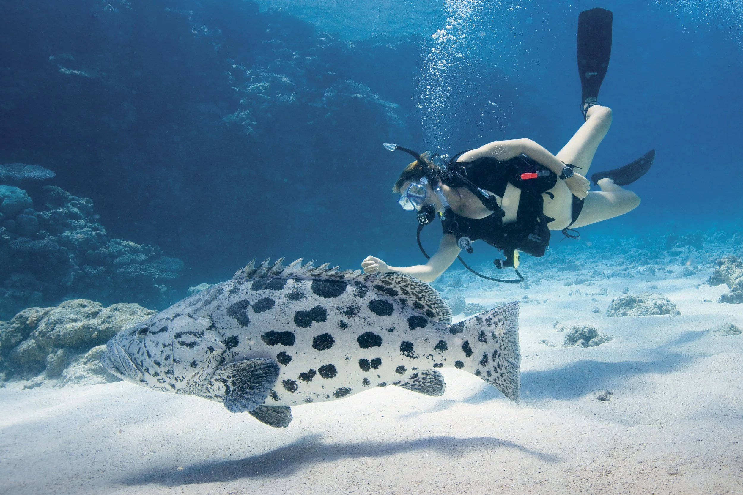 A snorkeler gliding through the clear waters of the Great Barrier Reef of Australia near Lizard Island, swimming alongside a large Grouper fish amid vibrant coral reefs and marine life.