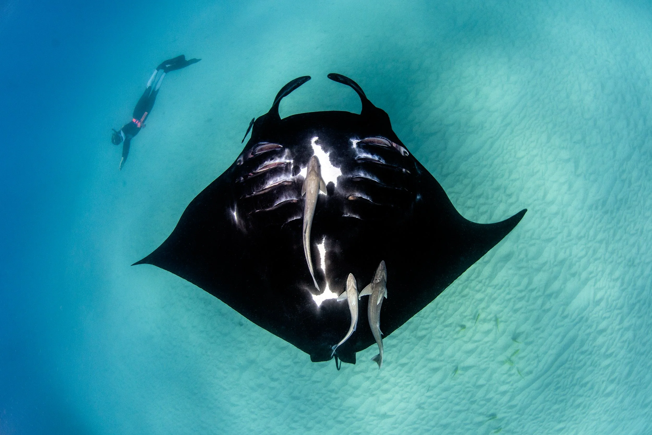 View from above, a manta ray glides through the water with a scuba diver swimming nearby