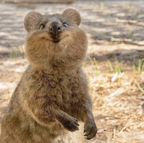 Close-up of a small, brown mammal with round ears and a cute face, standing on its hind legs outdoors.