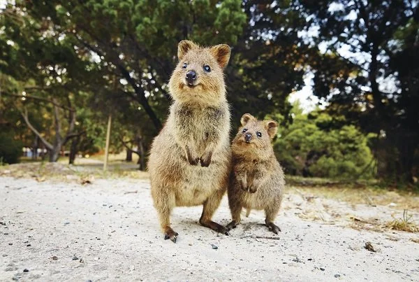 Two quokkas stand side-by-side on sandy ground, facing the camera with curious expressions. Behind them is a blurred backdrop of trees on Rottnest Island, southwestern Australia.