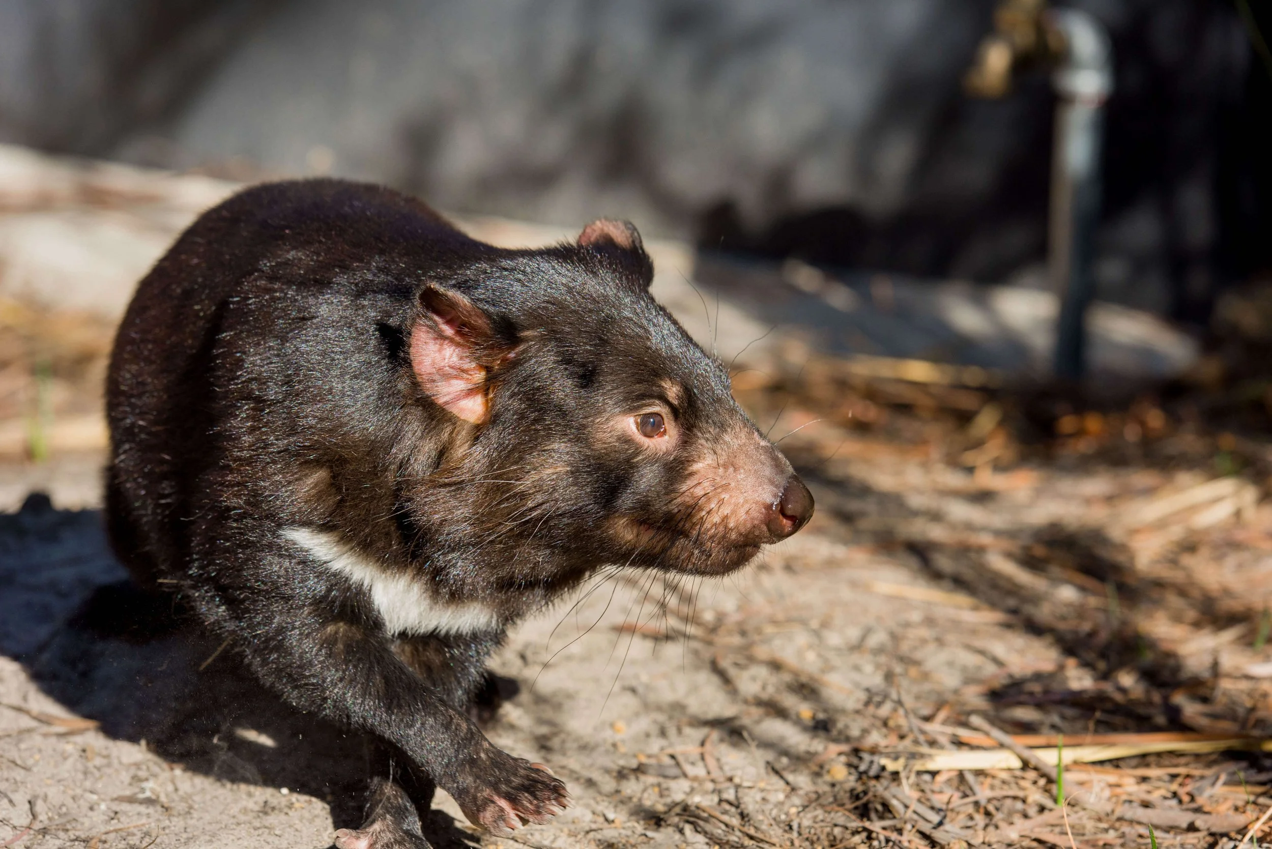 A black and brown mammal with a white patch on its chest, crouching on sandy ground with dry leaves, near a pipe.