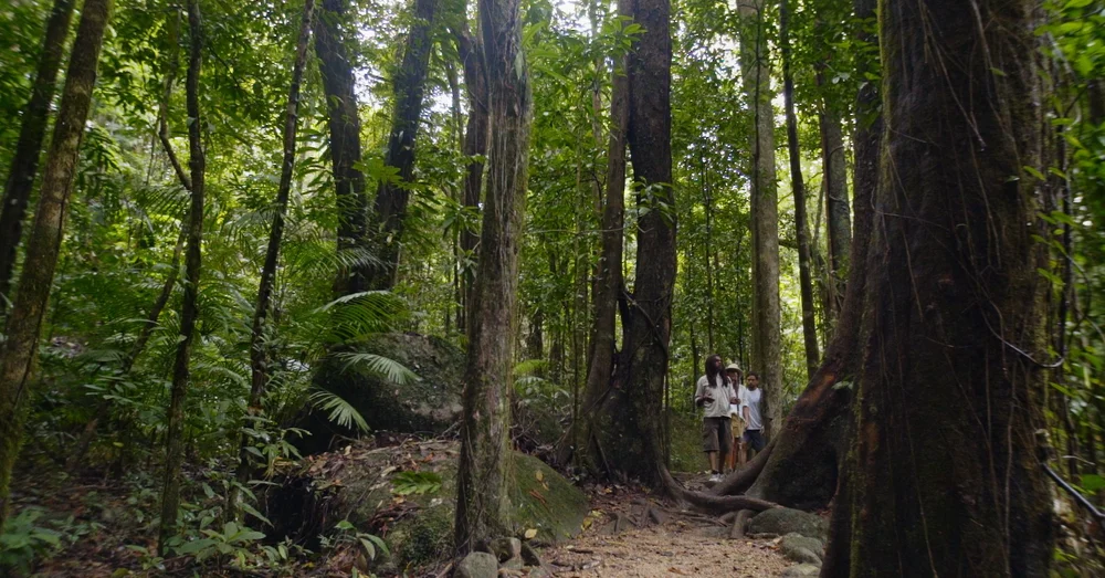 Rainforest Walk, Daintree Queensland