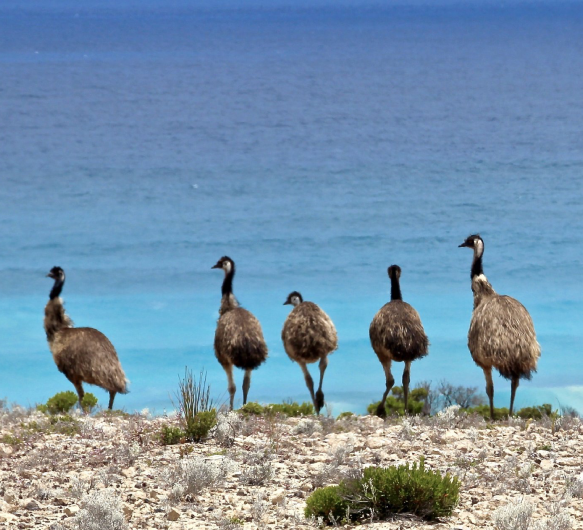 Five tall birds, likely emus, standing on rocky terrain near the ocean with blue water in the background.