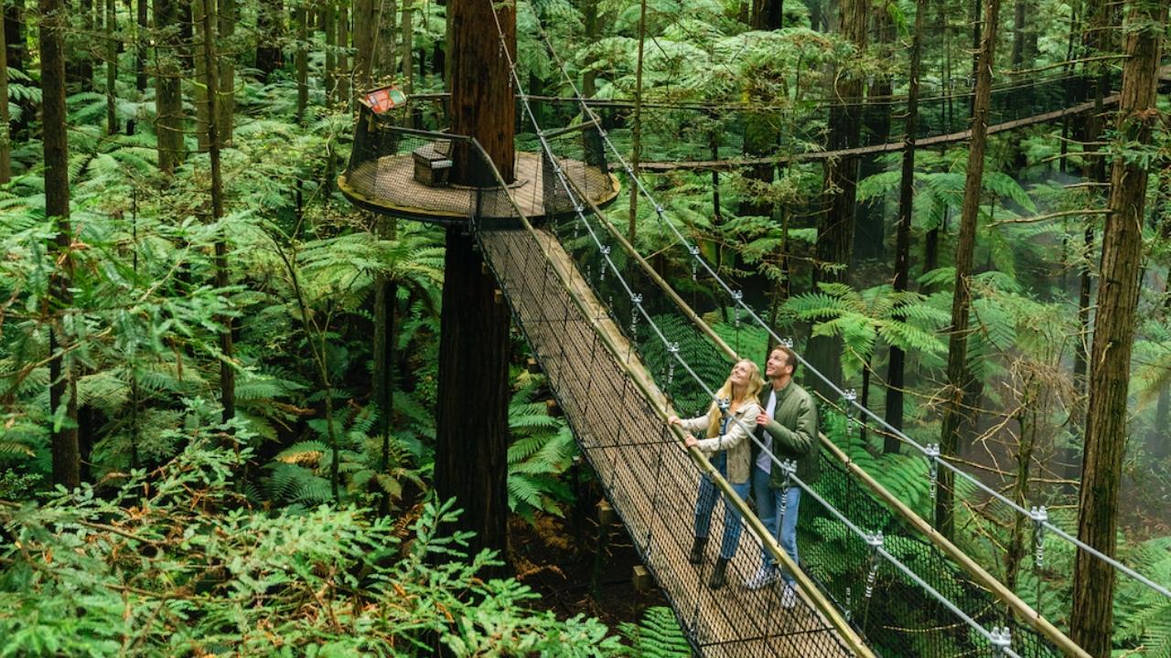 A couple walking on a wooden bridge suspended amongst giant redwood trees in the Whakarewarewa Forest in Rotorua, New Zealand