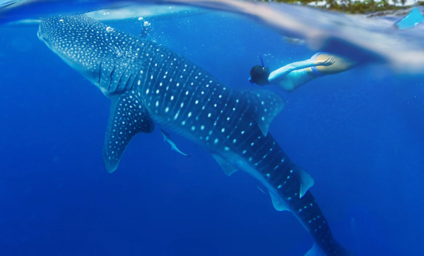 Young woman snorkeling alongside a whale shark in the clear waters of Western Australia.
