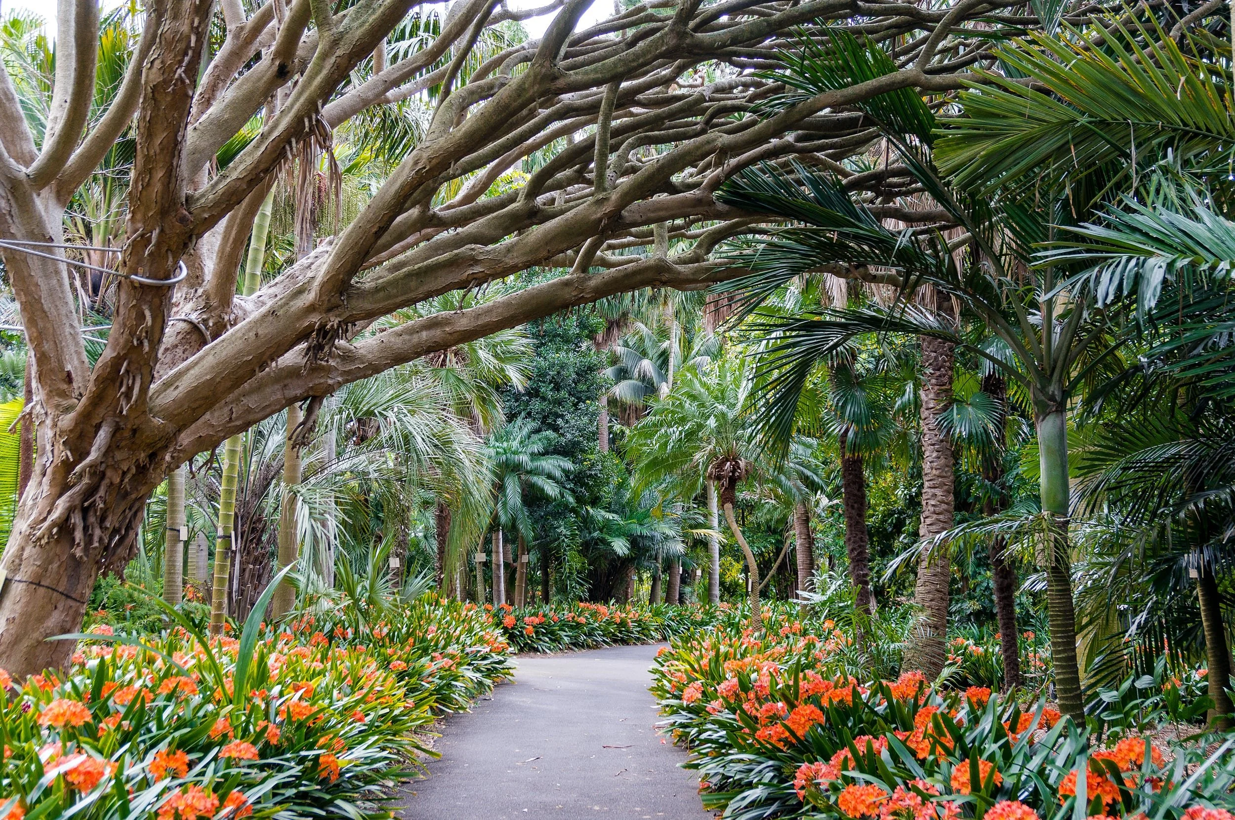 Private walkway lined with trees and orange flowers in an alley of the Royal Botanic Gardens in Sydney, Australia.