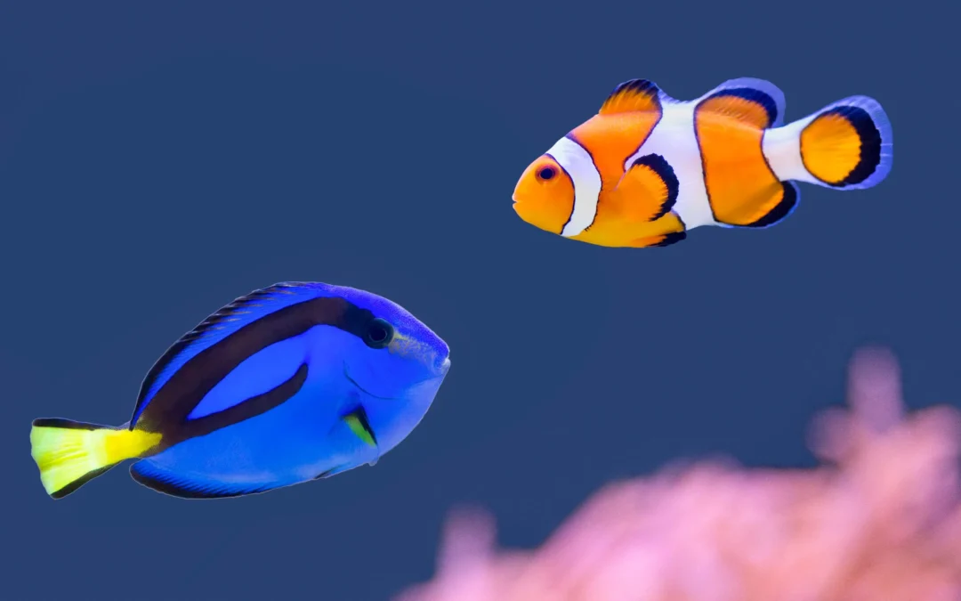 Most Beautiful Fish to See in the Great Barrier Reef