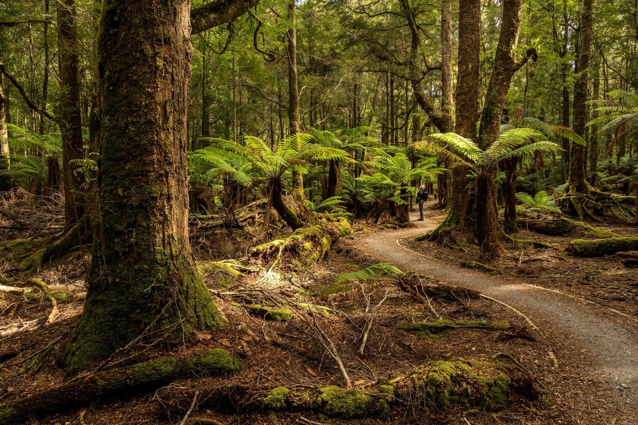 Lush greenery and a trail featuring the natural rock formation of Trowutta Arch, located in the Tarkine rainforest region of Tasmania, Australia.