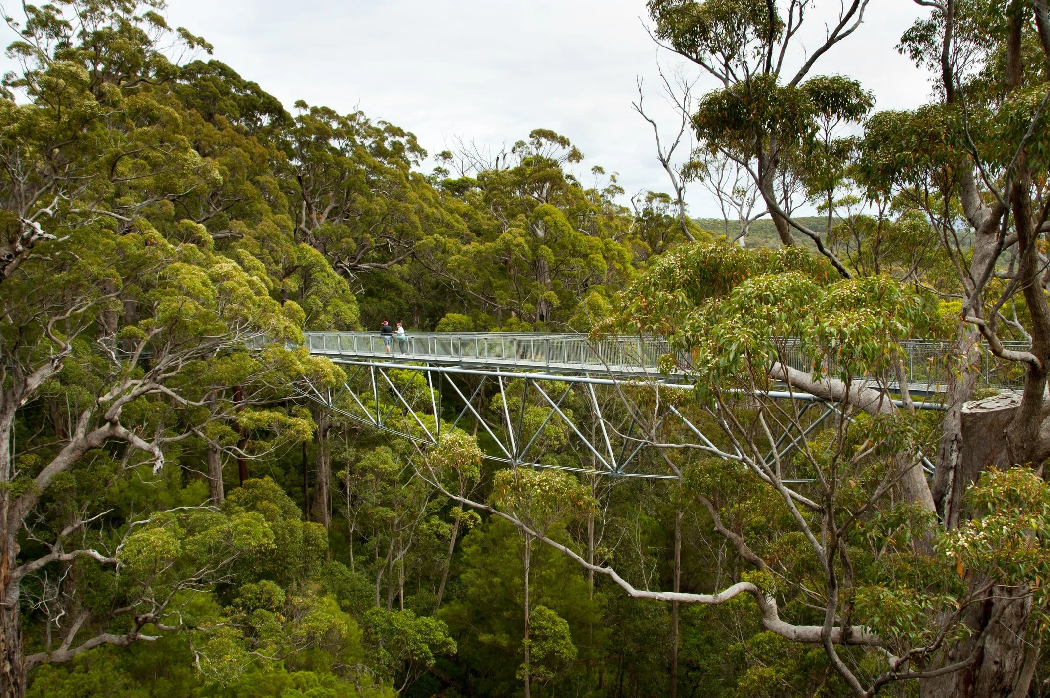 Elevated walkway winding through the canopy of ancient tingle trees in the Tree Top Walk near Walpole, Western Australia, offering a unique forest perspective.