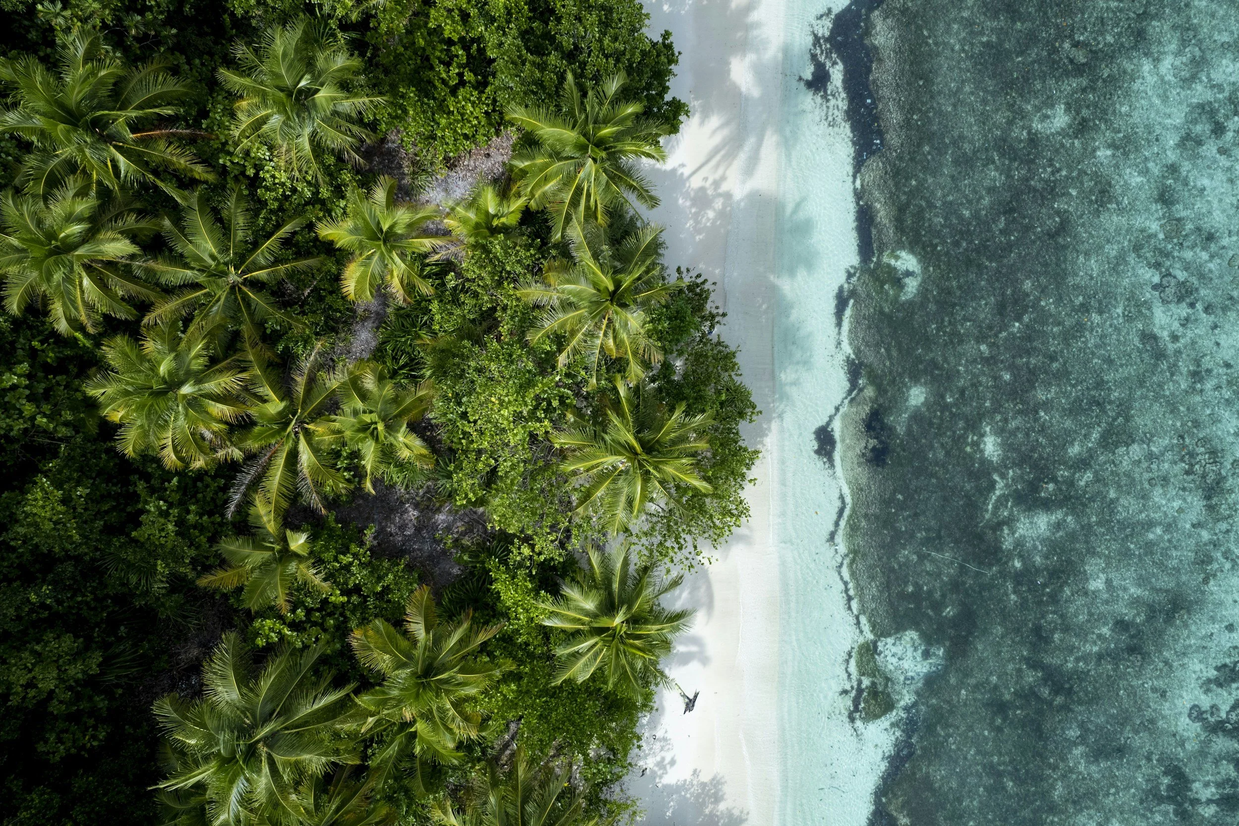 Aerial view of a tropical beach with lush green palm trees on the left and clear turquoise water on the right.