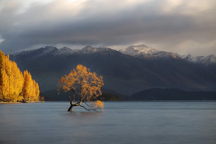A lone tree partially submerged in a calm lake, with a backdrop of snow-capped mountains and overcast sky.