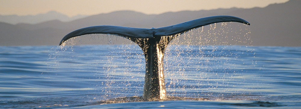 A whale's tail fluke emerging from the ocean as it dives, with water streaming off the edges and a mountain range in the background during sunset or sunrise.