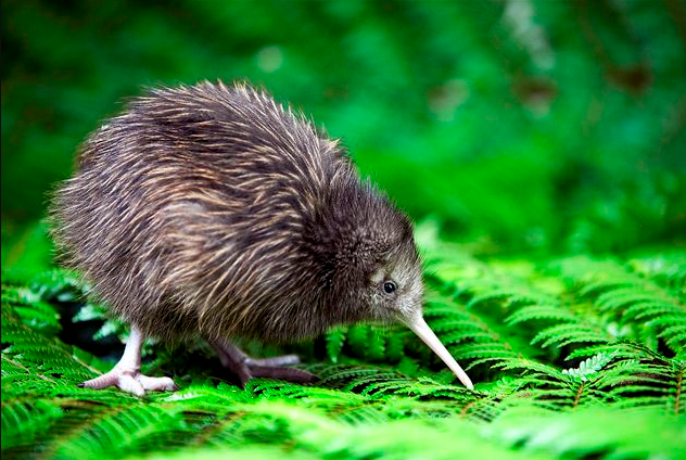A small, furry, brown kiwi bird with a long beak standing on green fern leaves in a lush forest.