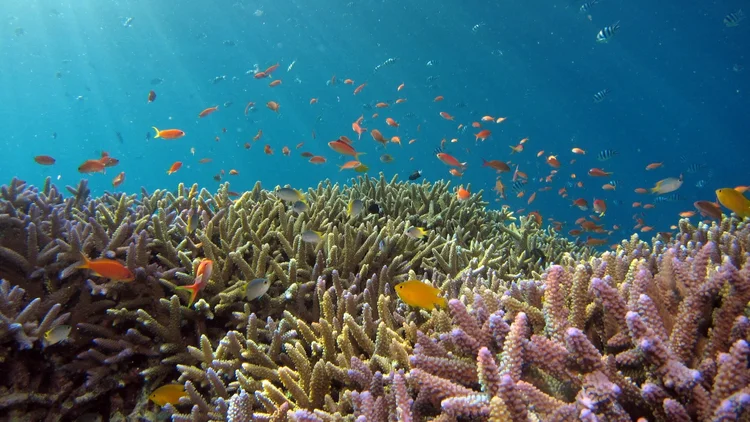 Underwater scene featuring coral reef and various colorful fish swimming in clear blue water.