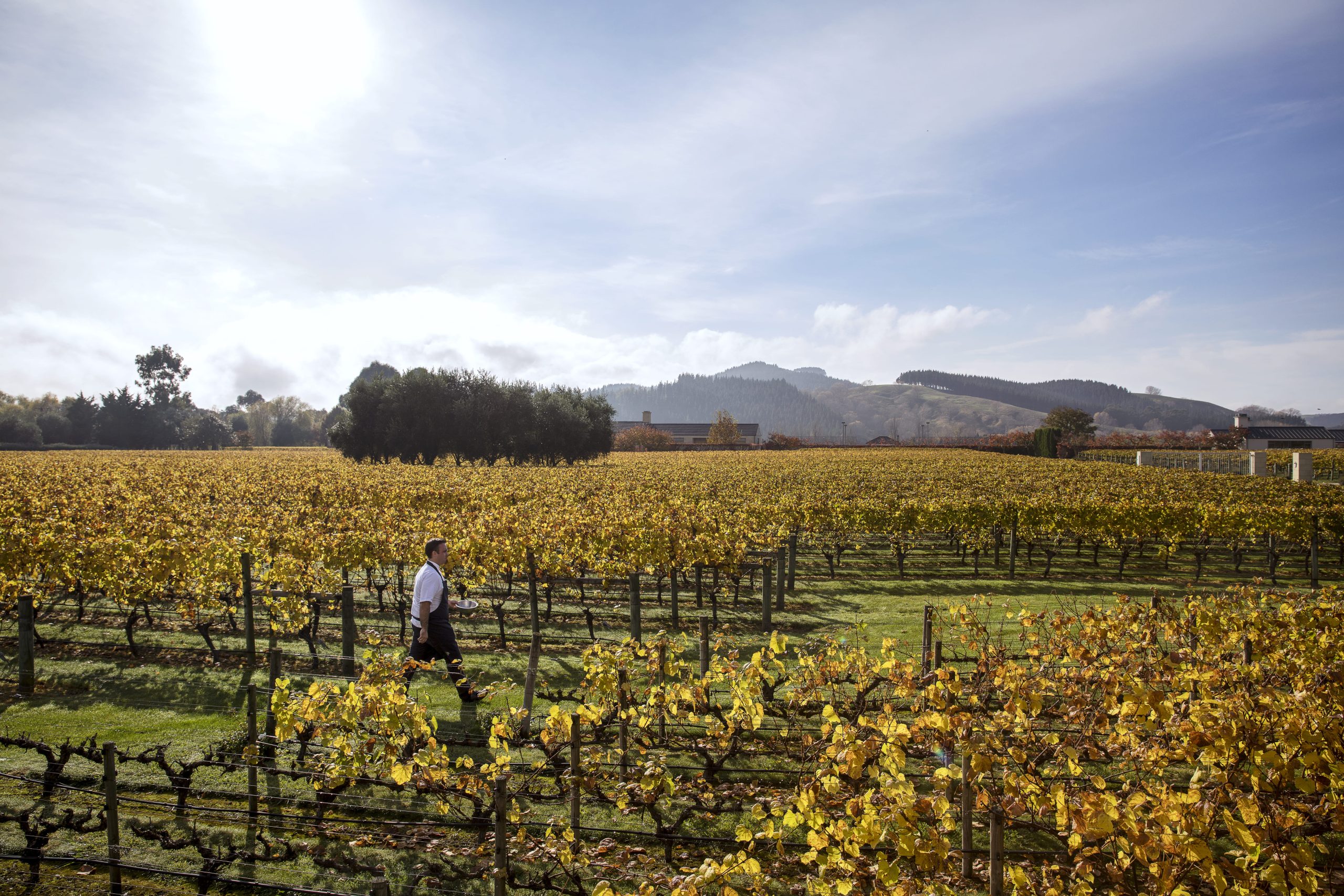 Man walks through a gorgeous, golden vineyard. The sky is clear and there are mountains in the background.