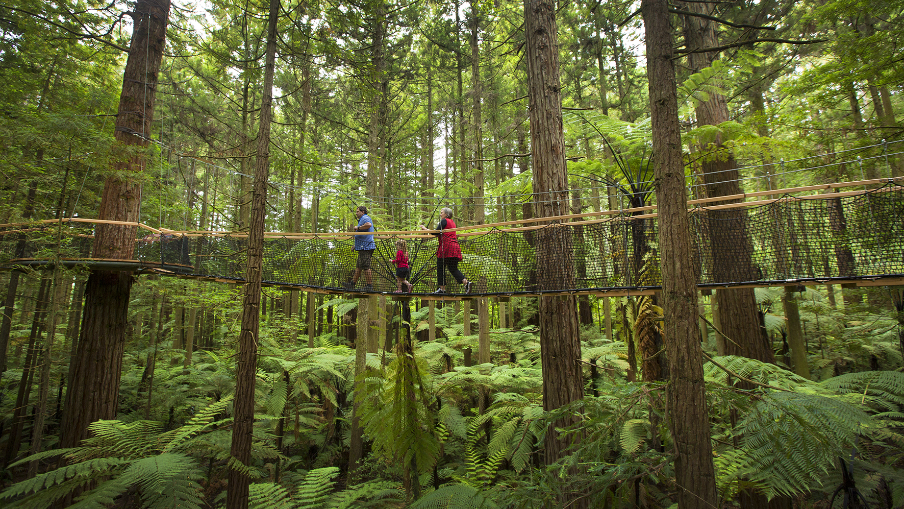 Two adults and a child walk across suspension bridge in the redwood forest of Rotorua, NZ.