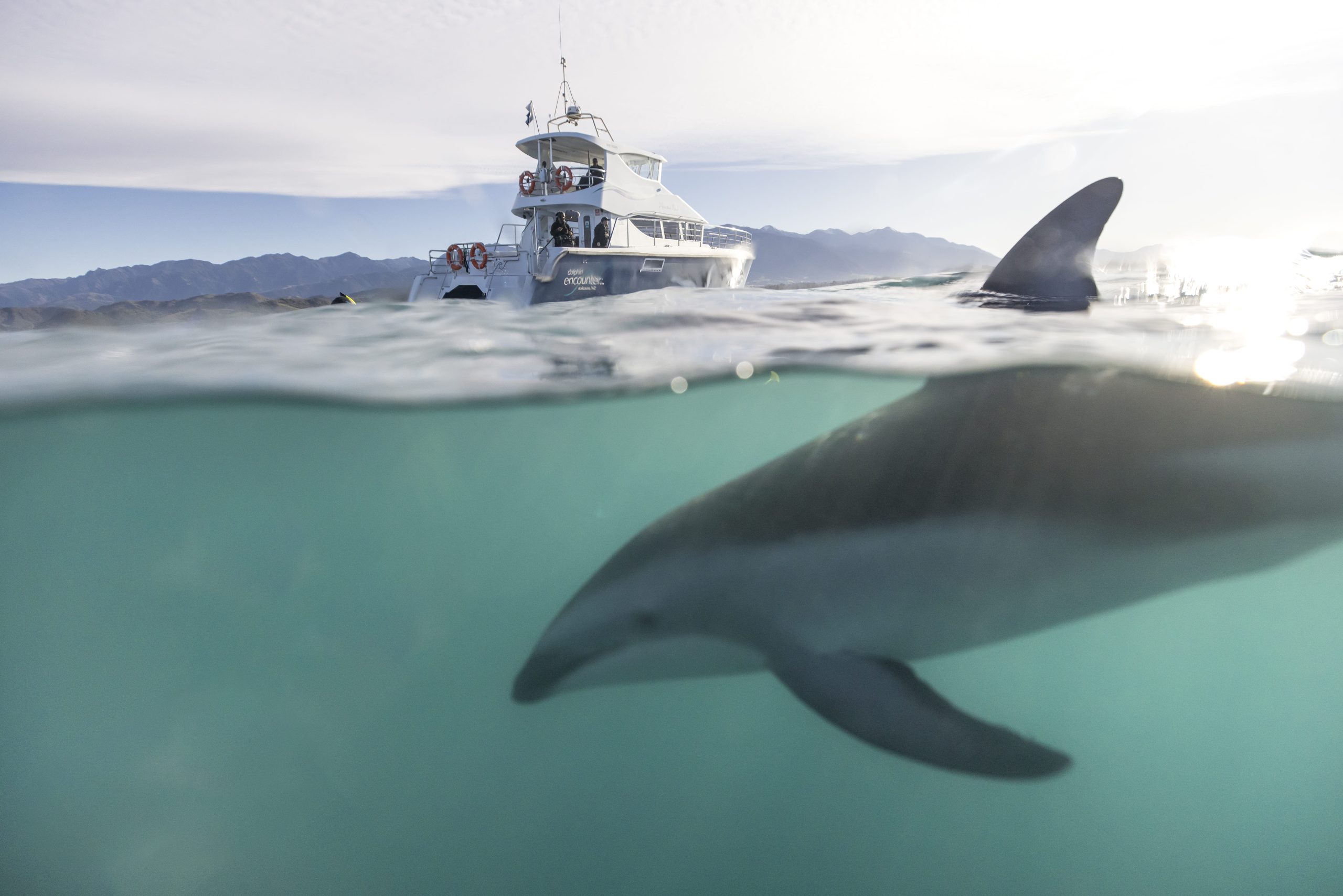 Underwater view of dolphin swimming near the surface in Kaikōura, Canterbury. A whale watch cruise observes from a distance
