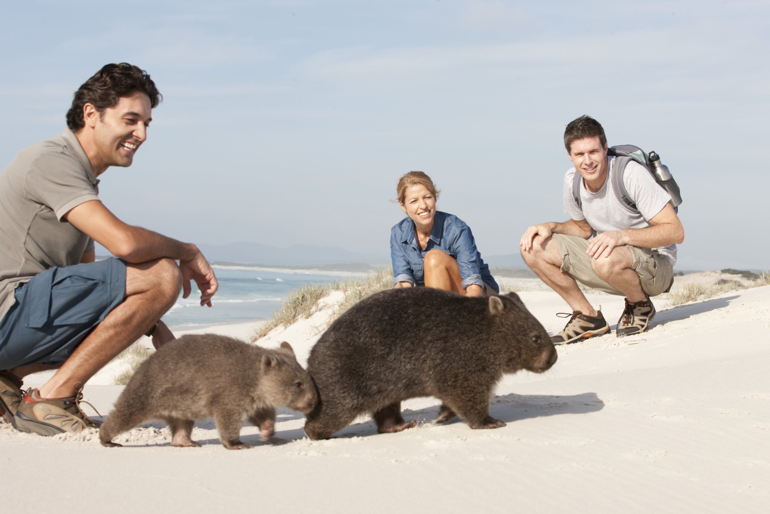 A family visiting Tasmania smiles as a group of wombats passes by