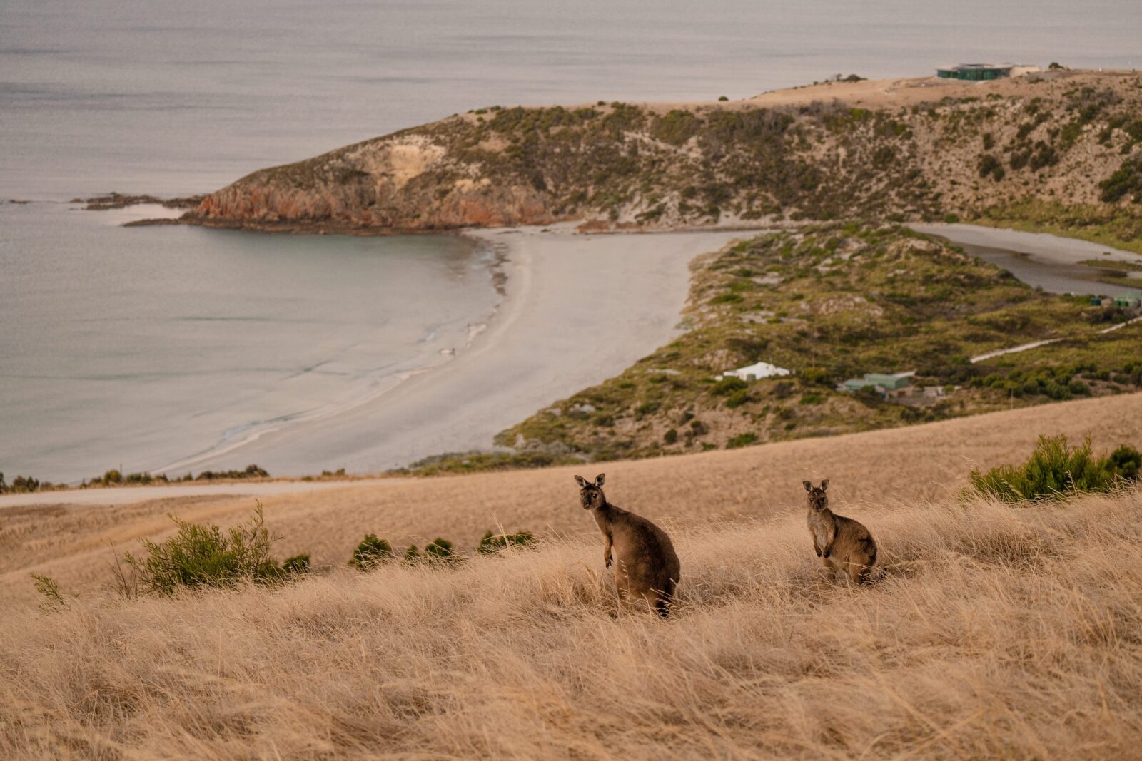 Two kangaroos stand atop a gentle hill, silhouetted against the golden hues of dusk. The water mirrors the sky's pastel palette, creating a serene symphony of nature's beauty.