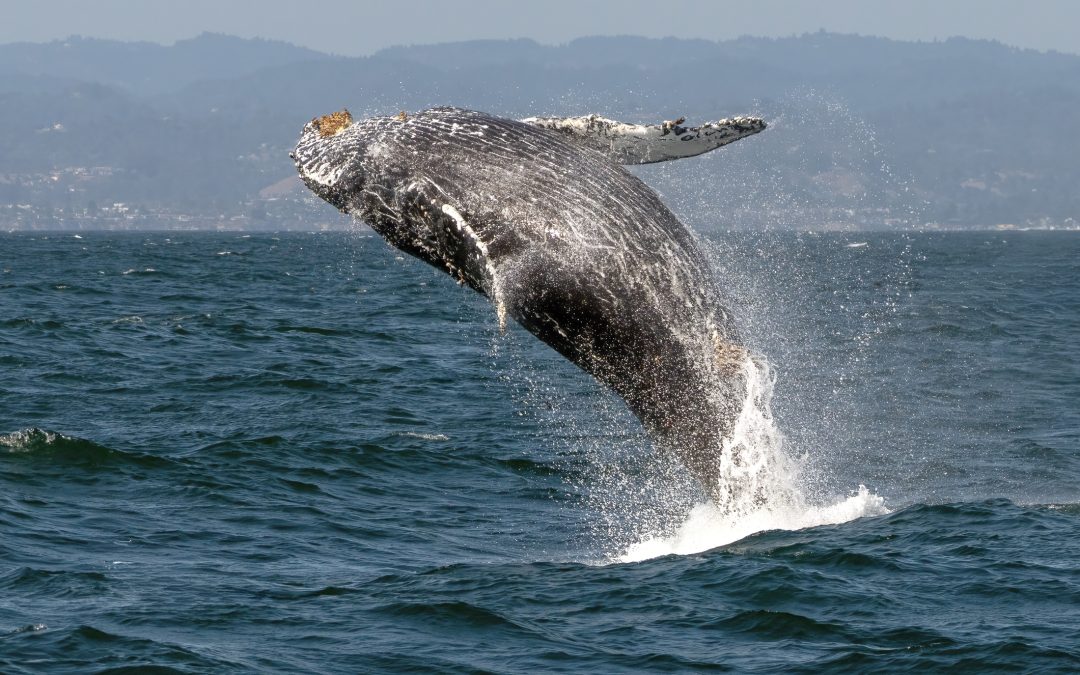 Where to See Australia’s Humpback Whales — and How to Plan the Trip