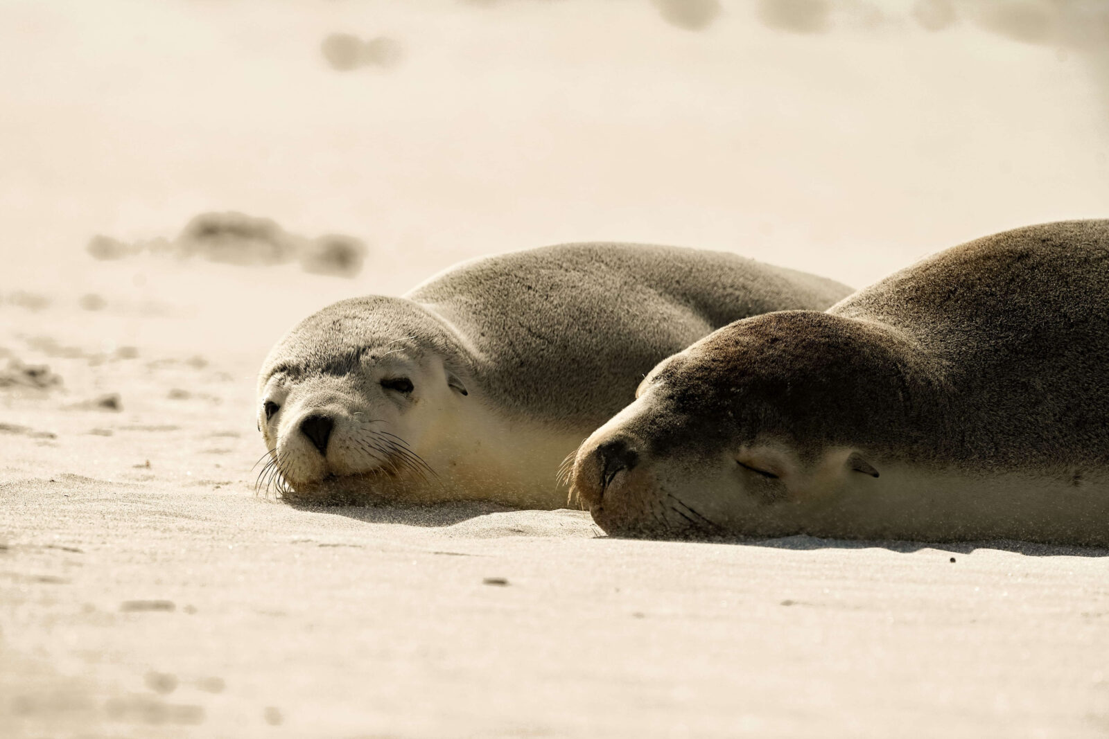 Australian sea lions rest on the sand at Seal Bay, Kangaroo Island, seen from the boardwalk