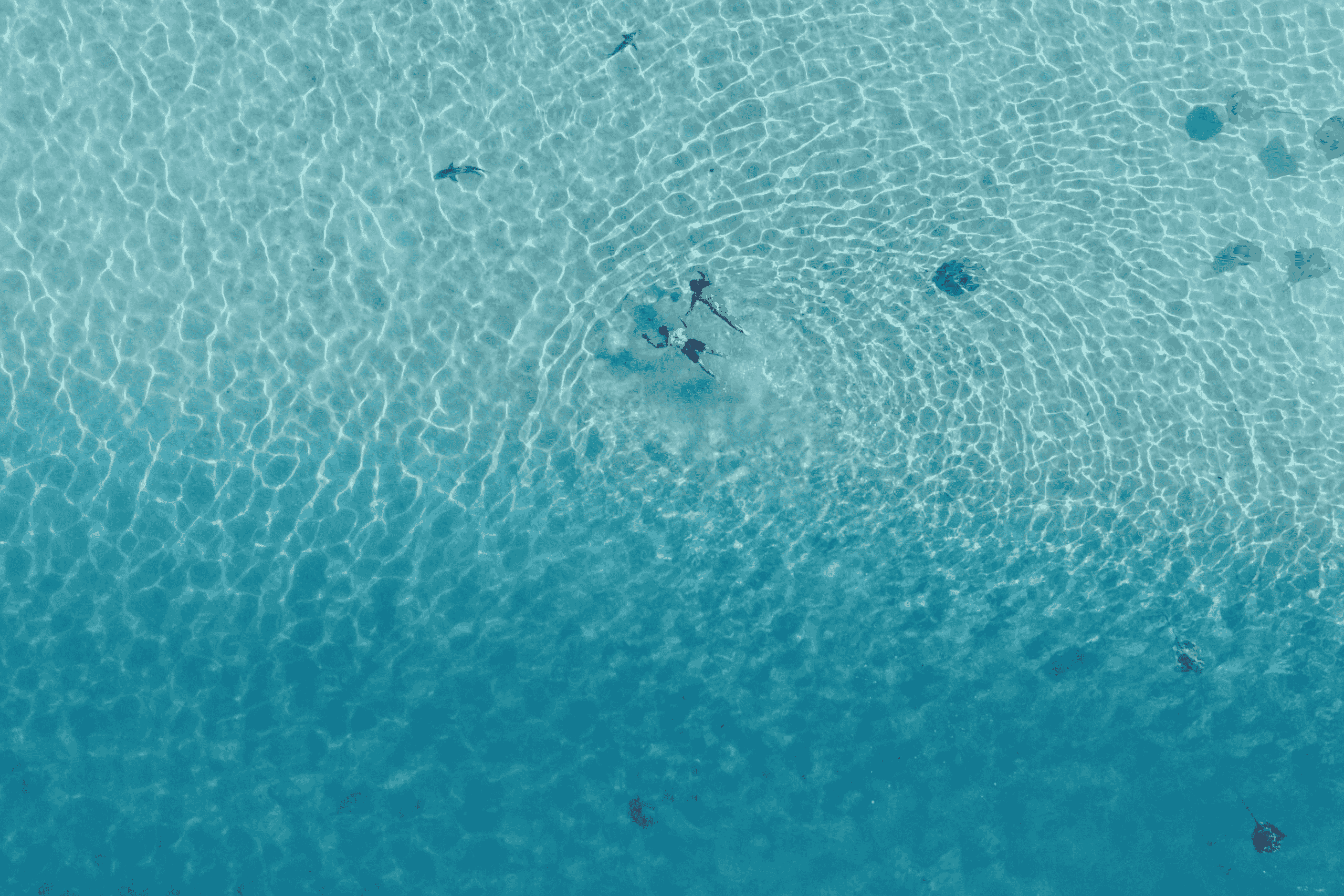 Aerial view of a couple snorkeling in shallow turquoise water surrounded by stingrays.