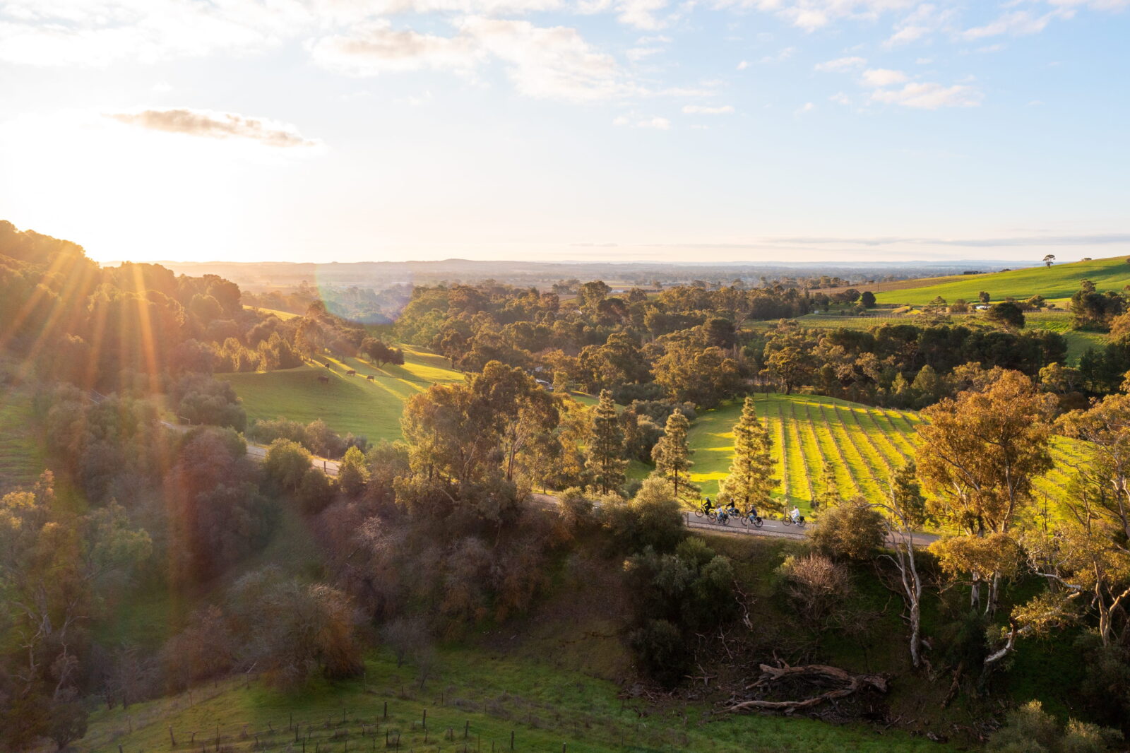 Vineyard rows and low hills in the Barossa Valley, South Australia.
