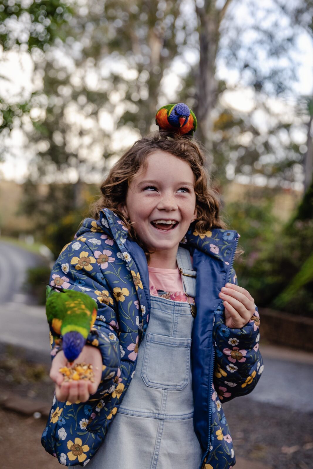 Lorikeet's feed from an excited child at a private accommodation for families in Queensland, Australia.