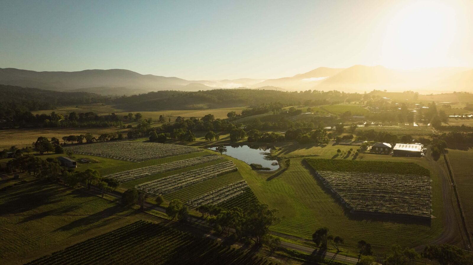 Rolling vineyard rows stretch toward distant hills in the Barossa Valley wine region under a clear blue sky.