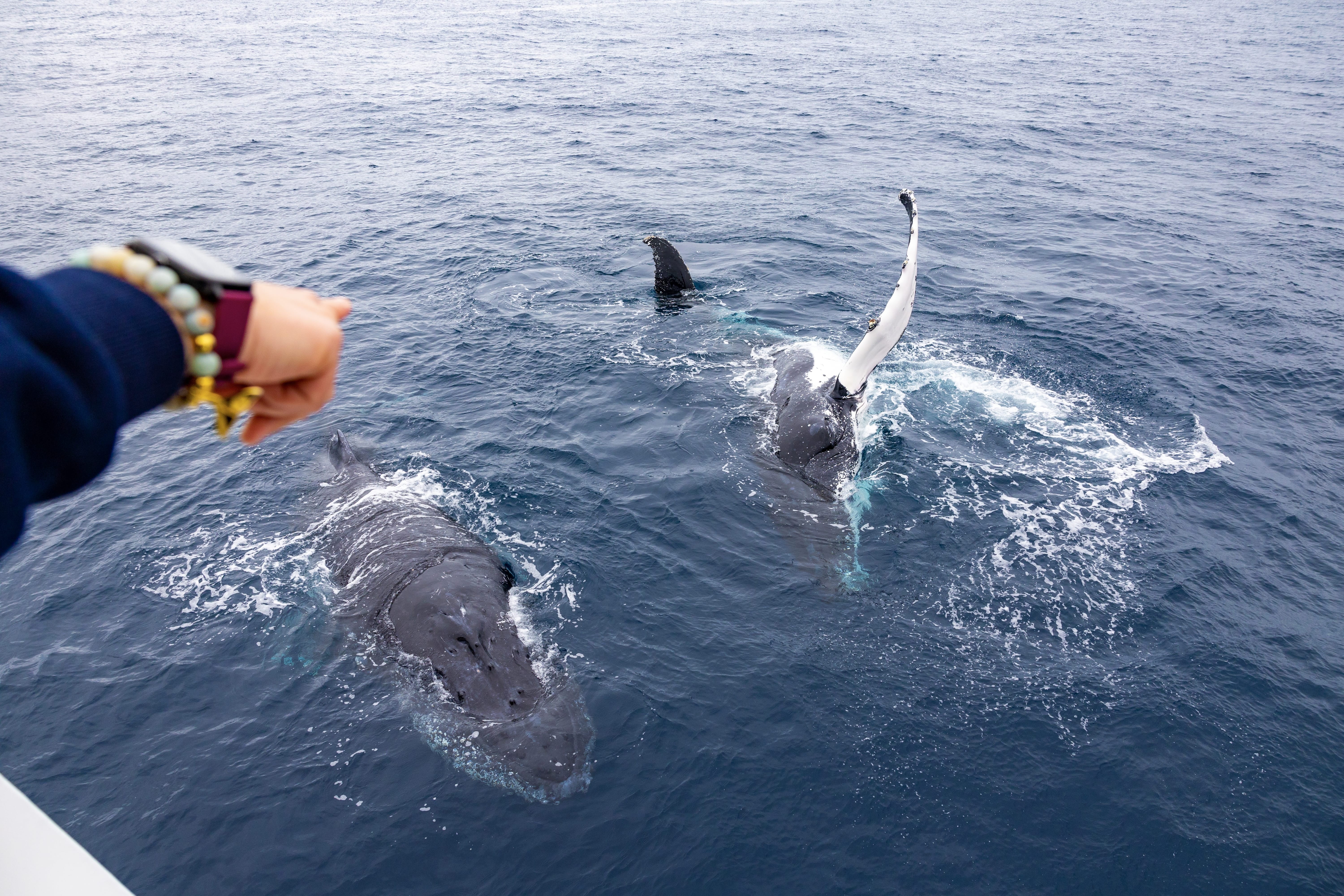 A person’s arm reaches toward a humpback whale surfacing beside the boat, with another whale and a seabird nearby.