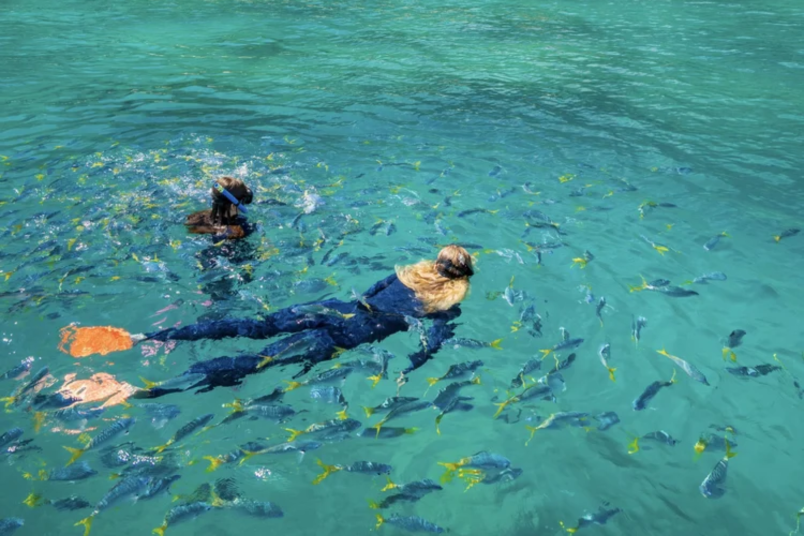 Two snorkellers explore a coral reef in turquoise water near a forested, rocky shoreline.