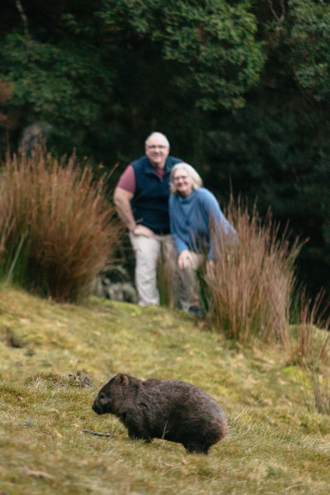 An older couple stands smiling in a grassy, tussock-covered landscape while a wombat forages in the foreground.