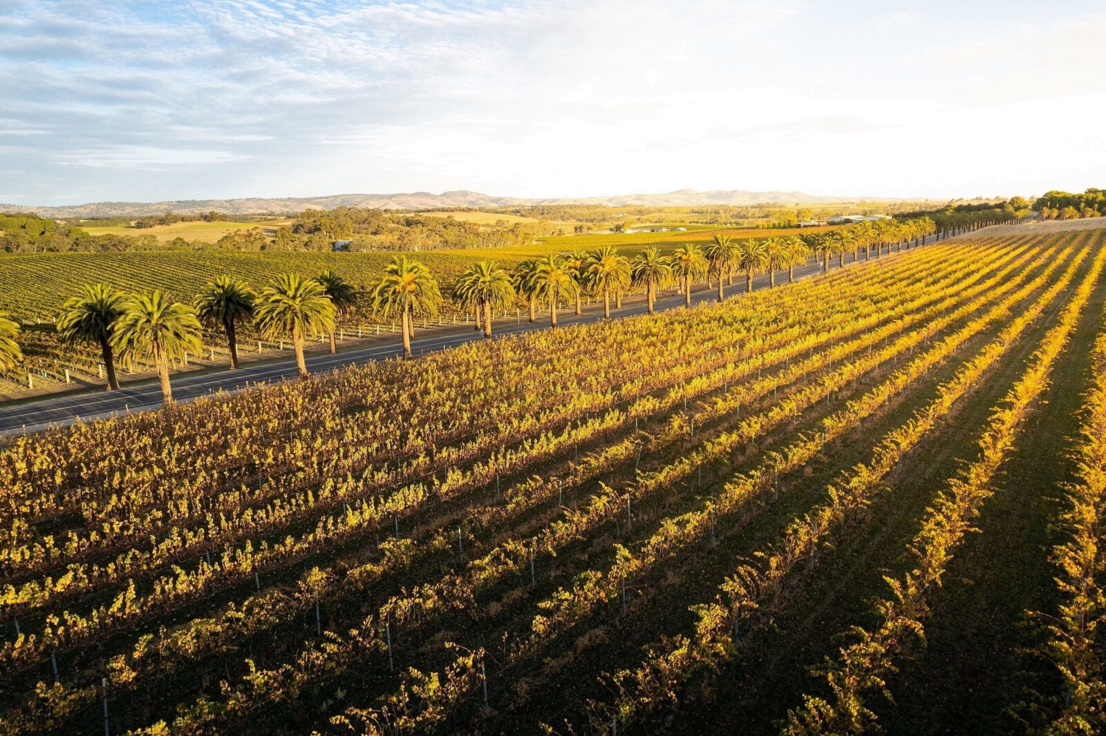 Rows of vineyards stretch across rolling hills in the Barossa Valley, lit by golden late-afternoon sun.