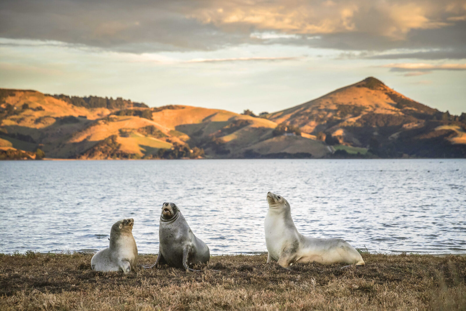 Three New Zealand fur seals resting on a rocky shoreline at sunset, with golden hills and calm water in the background.