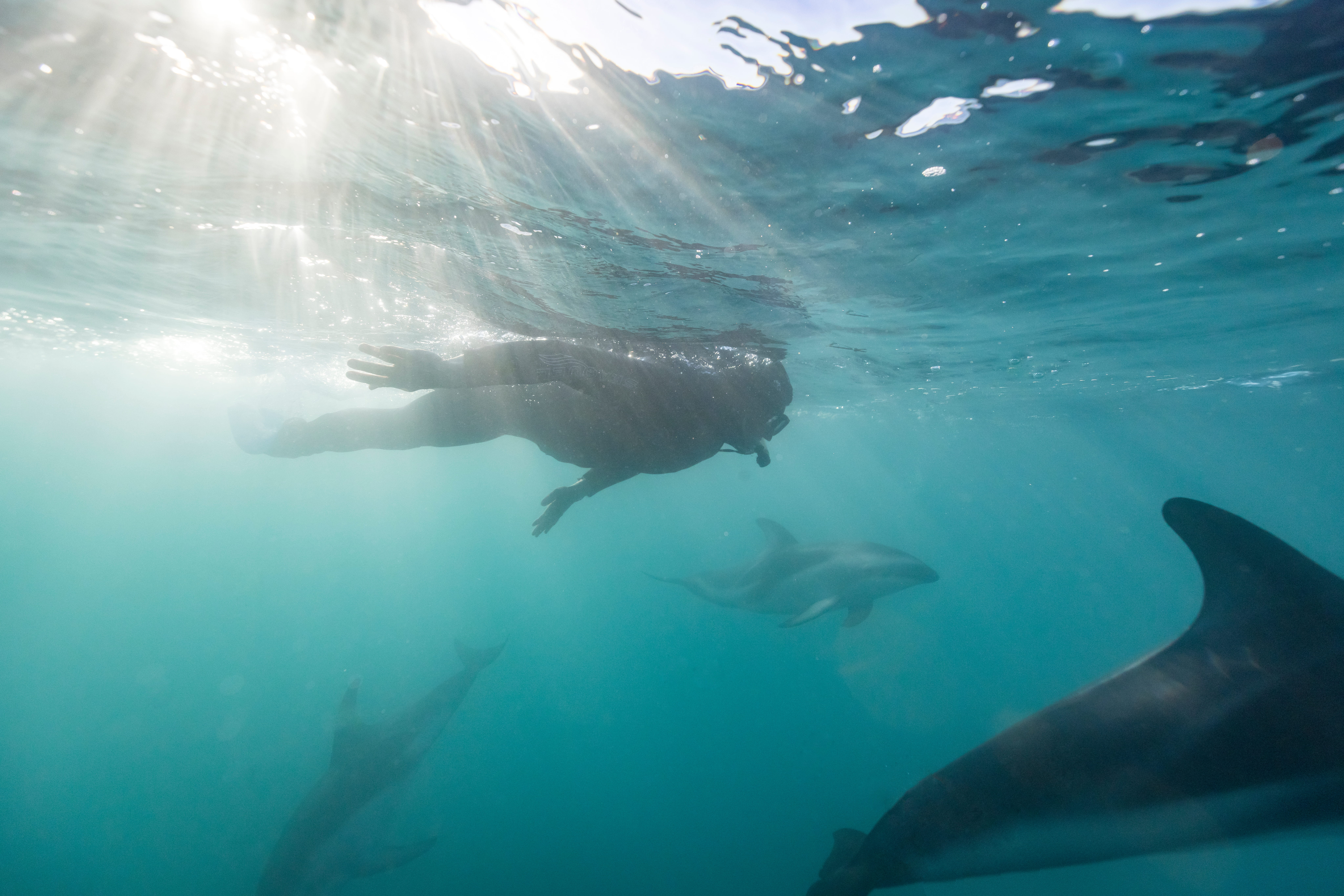Snorkeller swims with dolphins, underwater view. 