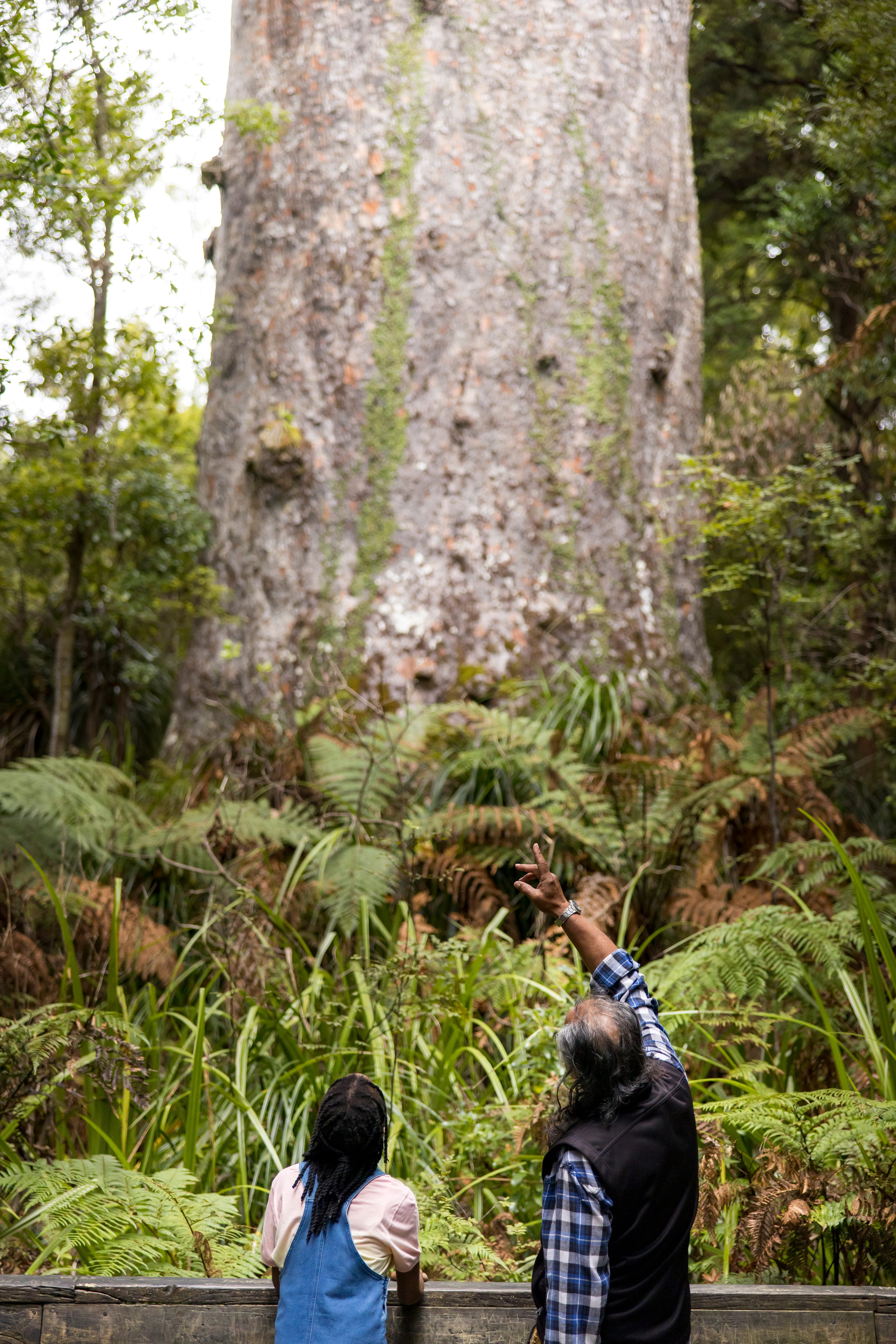 A guide shows a young traveller a large tree in the Daintree Rainforest.