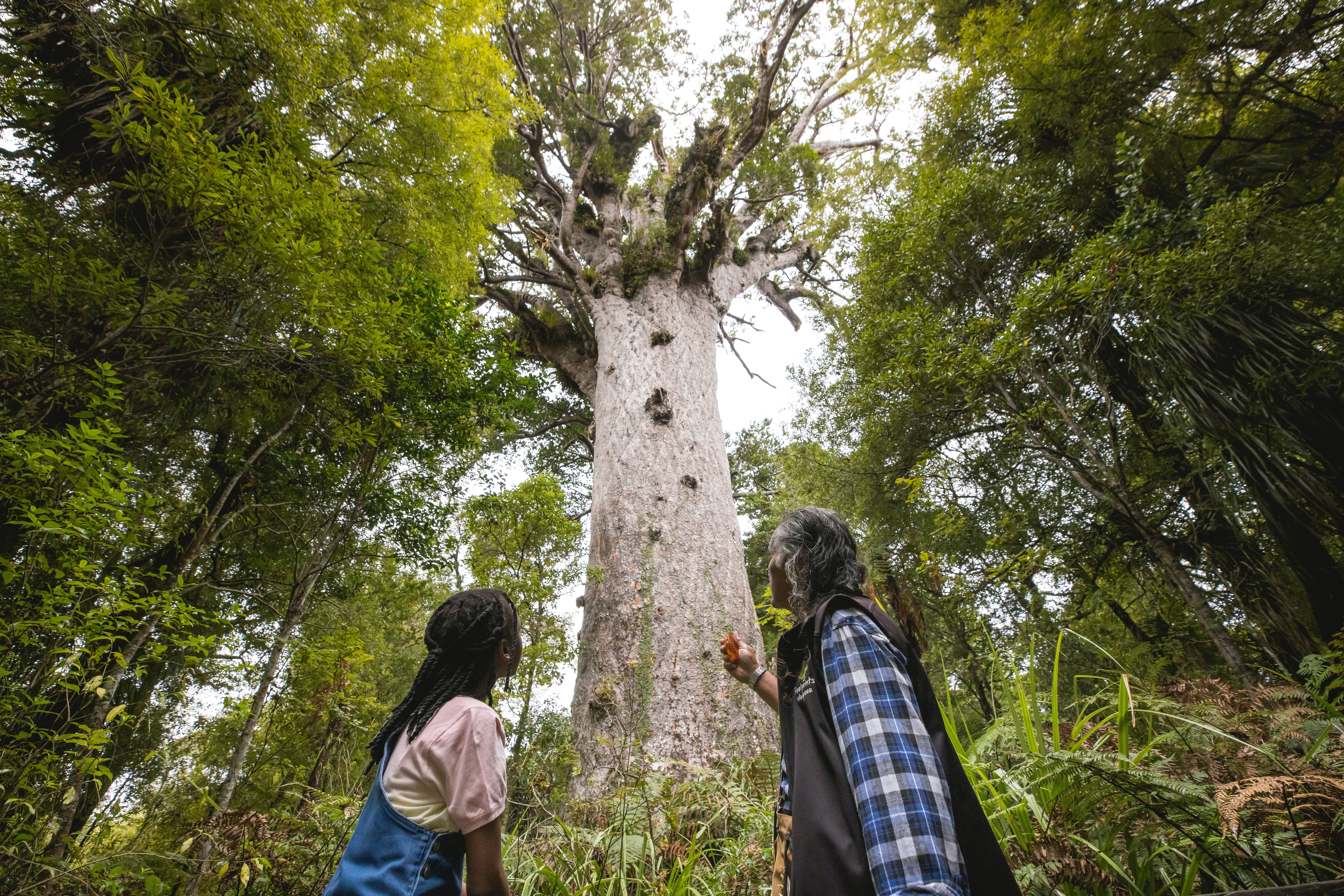 Two visitors looking up in awe at the massive trunk of an ancient kauri tree in the forest.