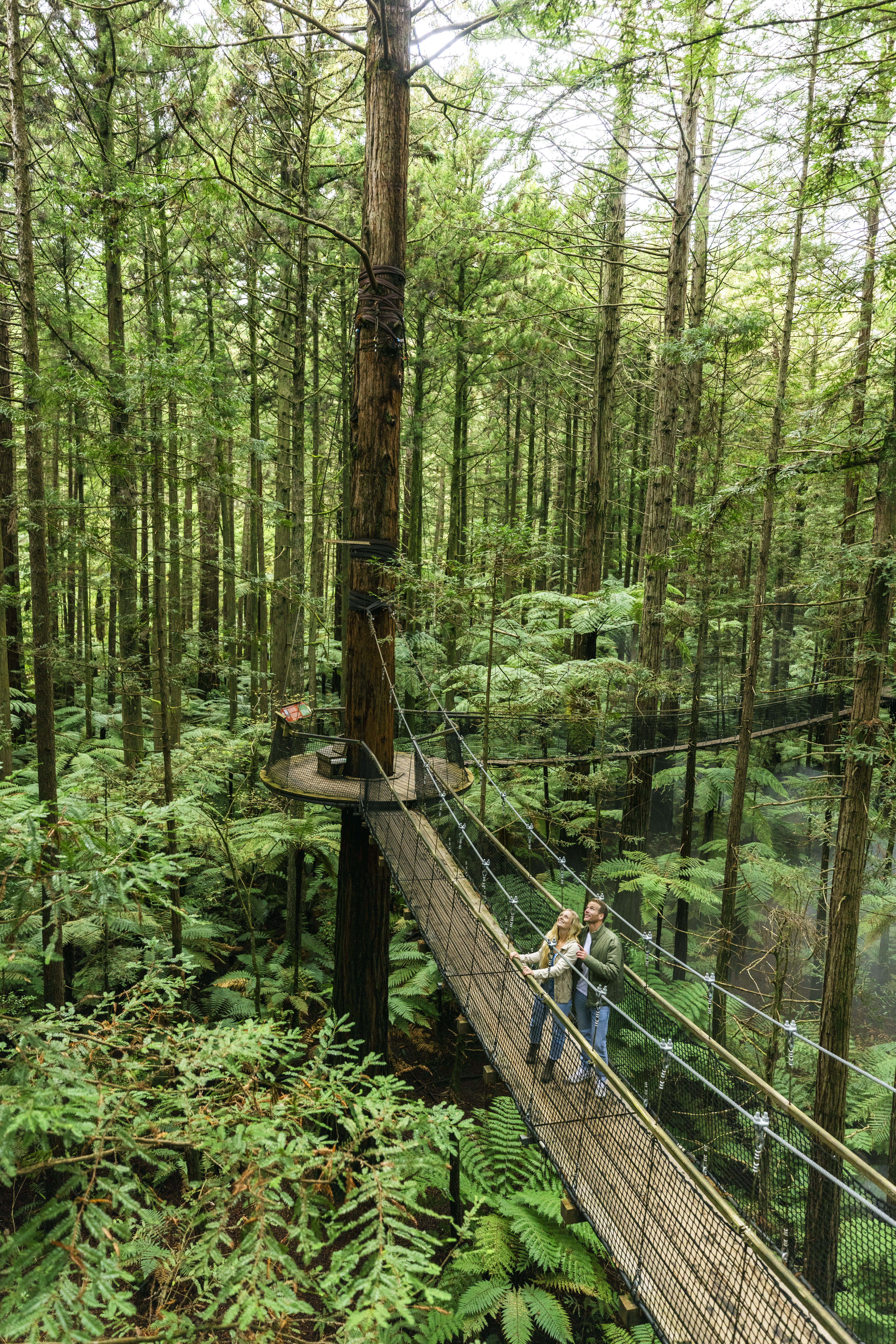 A person crossing a suspended walkway through a tall redwood forest canopy, with ferns covering the ground far below.