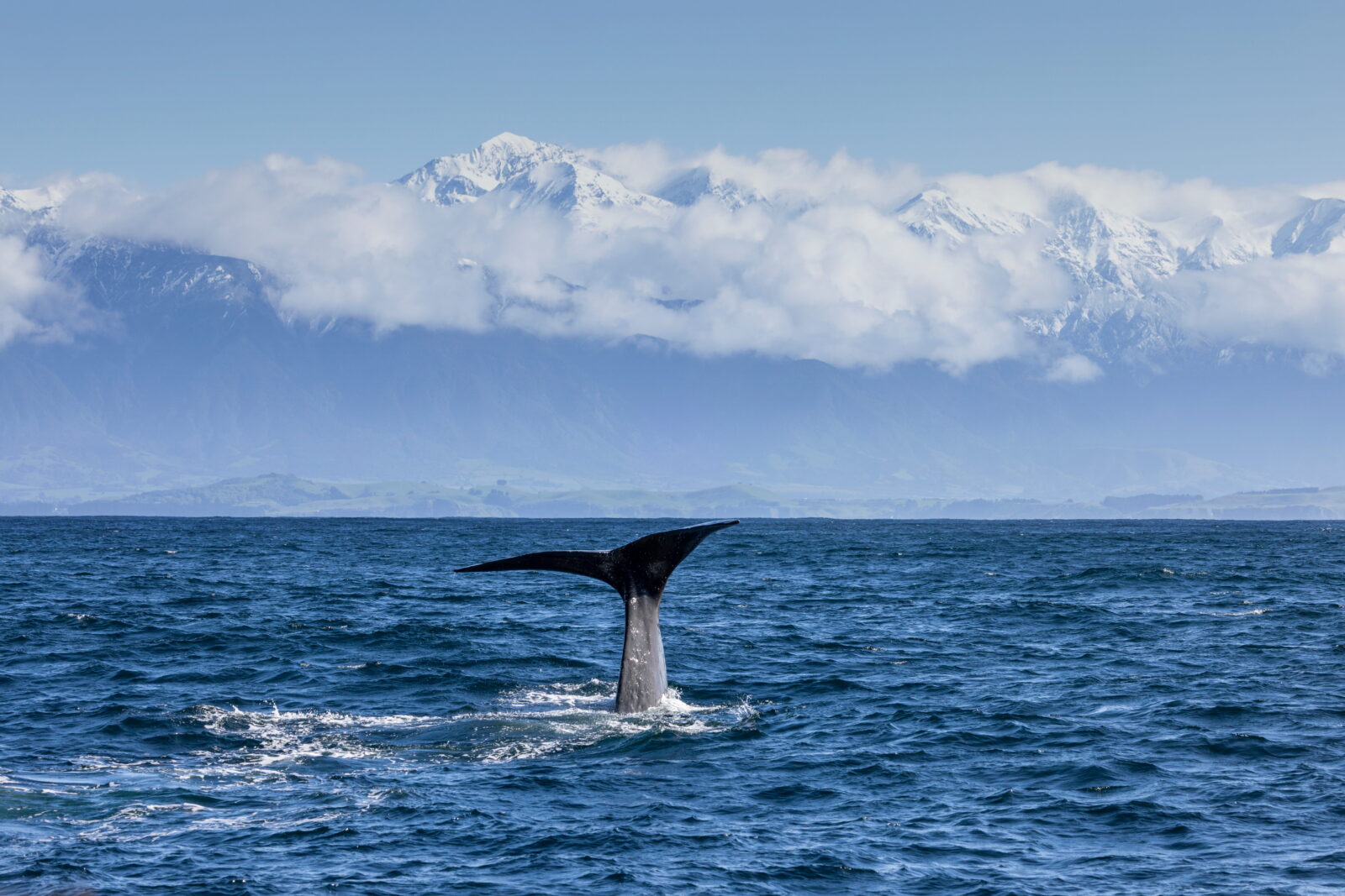 A whale’s tail fluke rises above the ocean surface as it dives.
